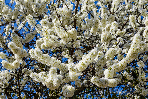 Close-up white Prunus padus flowers In front of the Blurred background