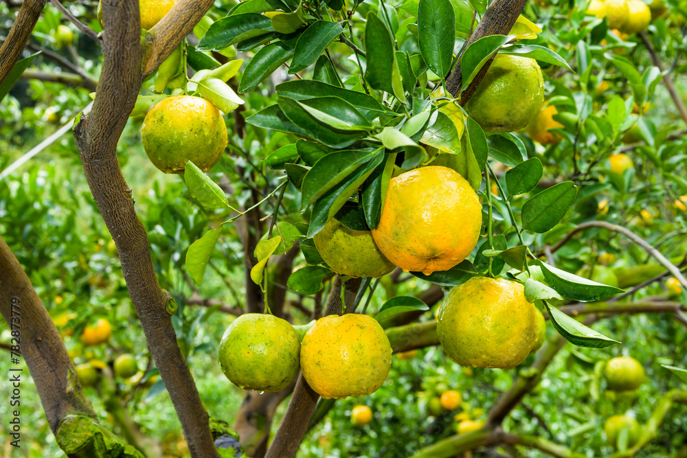 Many mandarin oranges growing in the orchard of Taichung, Taiwan.