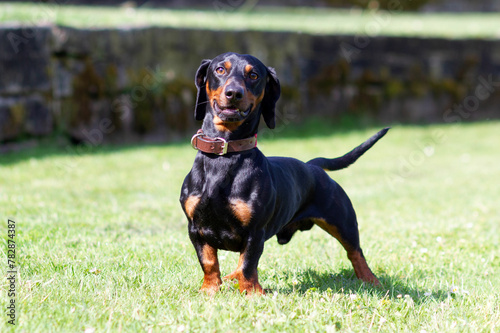 The dachshund is on its way to becoming a banned breed