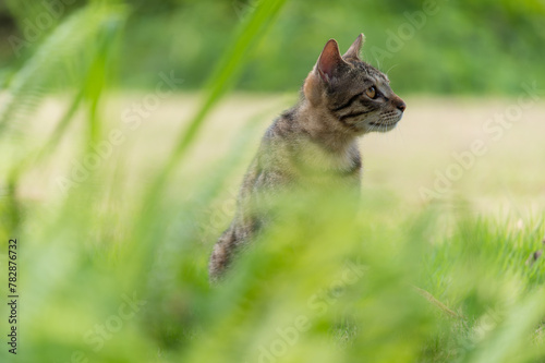 cat in the grass, looking to the right