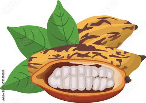 Cacao Fruits with Leaves Illustration