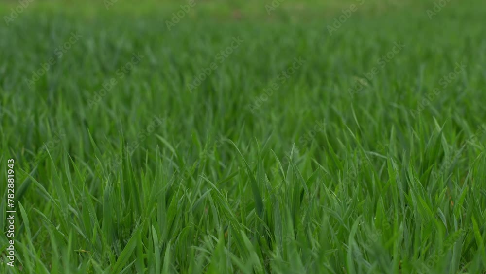 Tall green grass swaying in the wind Tall green grass swaying in the wind