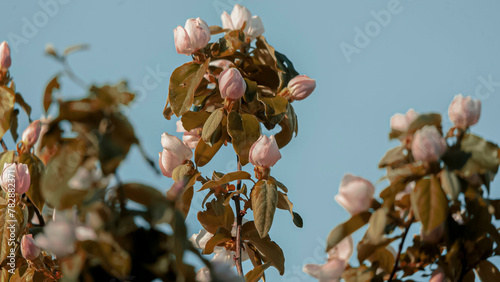 Arbre fruitier en fleurs