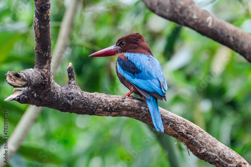 Photography A White-Throated Kingfisher perched on a tree branch