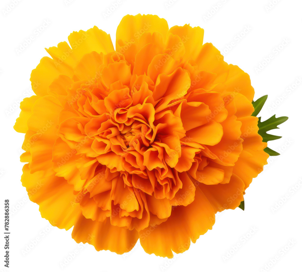 PNG Marigold flower dahlia petal plant PNG Marigold flower dahlia petal plant