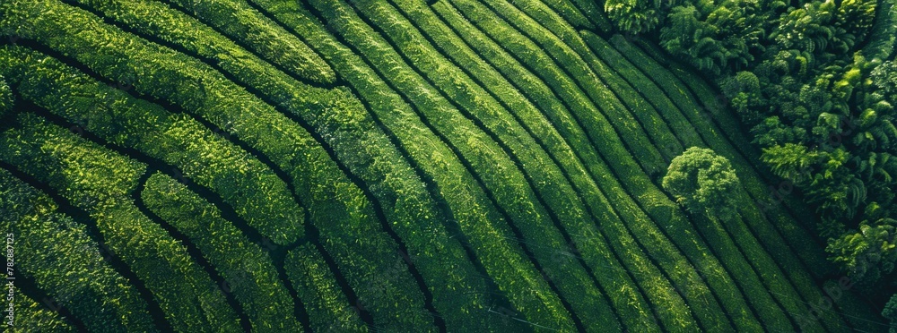 Green tea plantation from aerial view, - obrazy, fototapety, plakaty 
