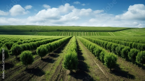 Biomass energy farm, fast-growing trees planted in rows on a background of green fields.