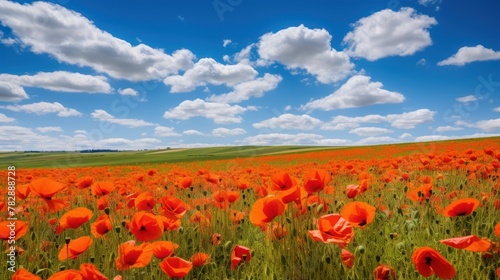 Fields of bright red poppies stretch as far as the eye can see. In the bright blue sky  there were fluffy white clouds floating in the distance.