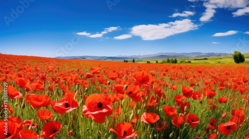 Fields of bright red poppies stretch as far as the eye can see. In the bright blue sky, there were fluffy white clouds floating in the distance. © venusvi
