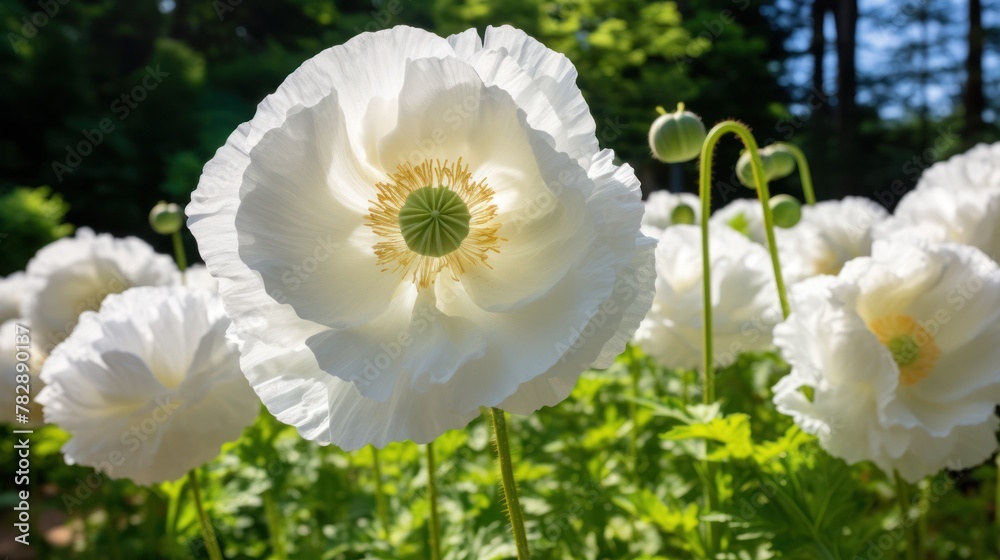 Fototapeta premium pure white poppy The garden is in full bloom. Filled with elegance 