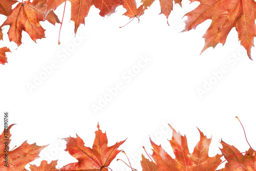 PNG Maple leaves tree plant leaf.