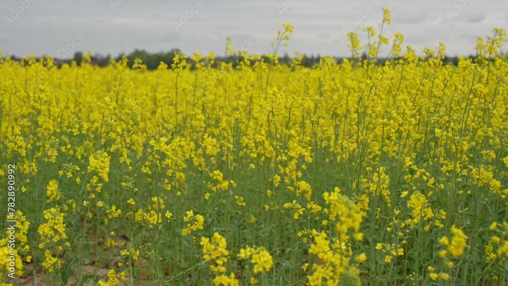 A field of flowering rapeseed in April A field of flowering rapeseed in April