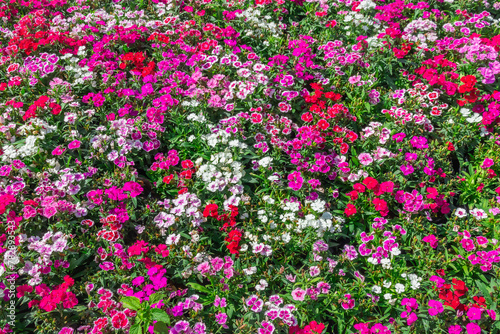 Pink Dianthus flower (Dianthus chinensis) blooming in garden,Sweet flora william blooming petals pink flowers background