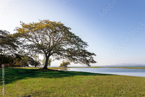 Garden tree in nature background,Green field, tree and sky.Great as a background,peaceful garden