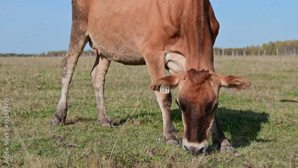 herd of beautiful cows on a farm, animals during the day against a blue sky close-up. High quality 4k footage herd of beautiful cows on a farm, animals during the day against a blue sky close-up. High quality 4k footage
