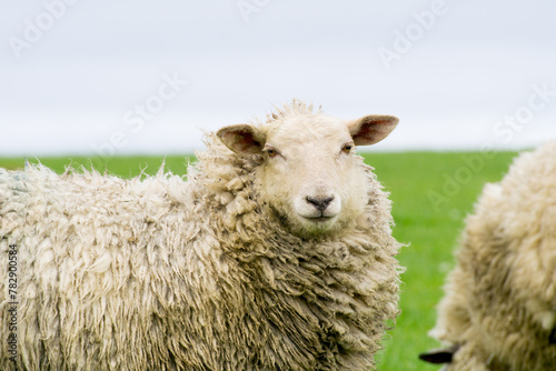 Isolated woolly dike sheep portrait