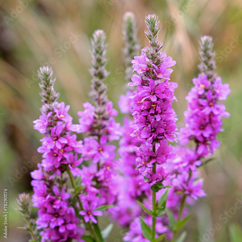 Pink flower spikes