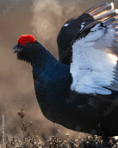 Black grouse closeup early in the morning, breath fume in the background