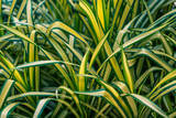 Long, grass-like leaves with green and yellow stripes fill the frame, illuminated by natural daylight. The vibrant, variegated pattern showcases the unique texture and color of the foliage.