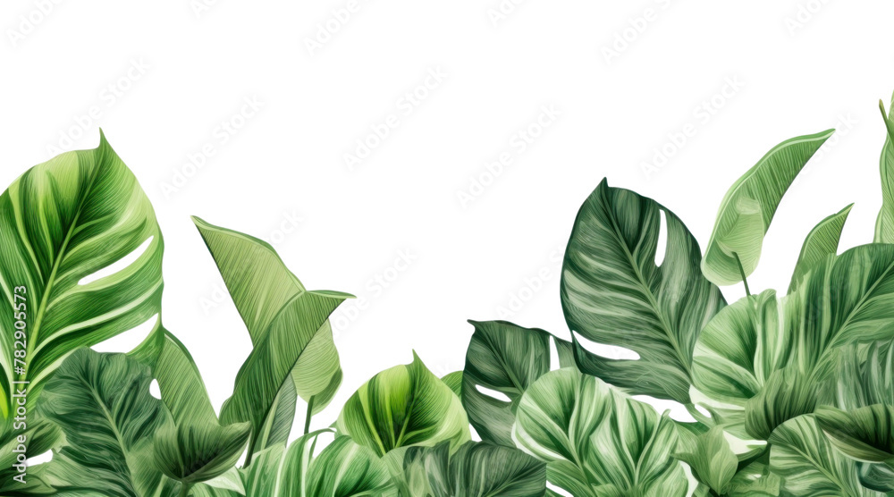PNG  Tropical forest plant green backgrounds