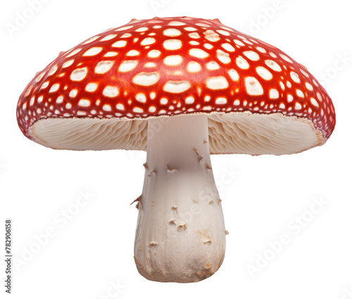 PNG Mushroom amanita fungus agaric