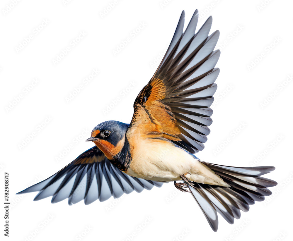 Obraz premium PNG Bird bird animal flying.