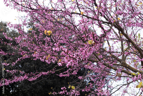 Fioritura di alberi di prugne in primavera photo