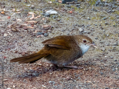 Critically Endangered Eastern Bristlebird in NSW Australia photo