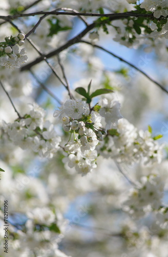 White cherry flowers on a tree.