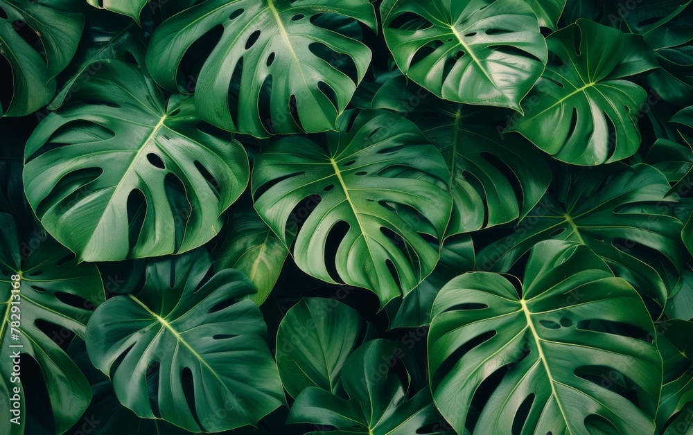 A green leaf of a monstera plant A green leaf of a monstera plant