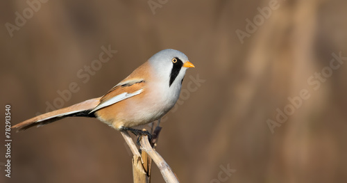 Bearded reedling, Panurus biarmicus. A male bird perched on a reed stalk on a flat background