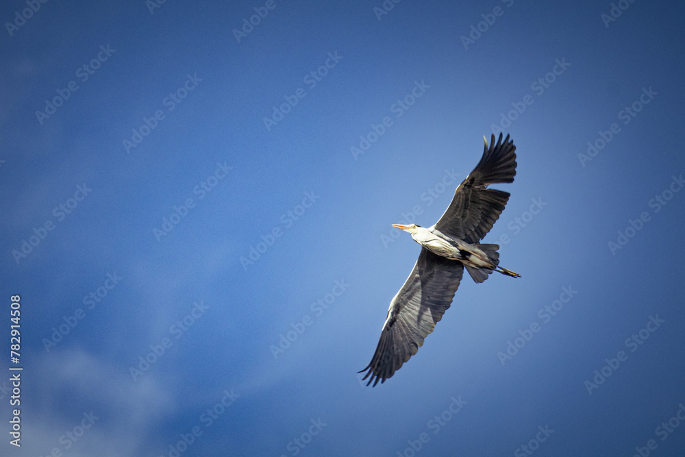 Obraz premium Beautiful flying grey heron