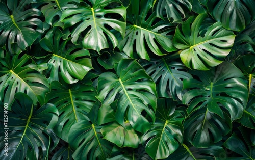 A green leaf of a monstera plant