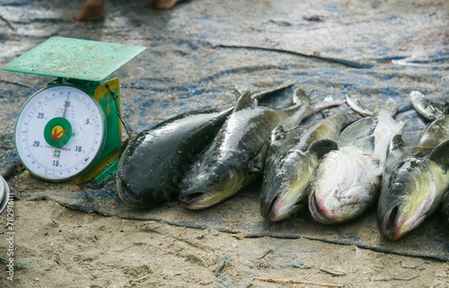 Closeup view of Wels catfishes next to the green old weight scale photo