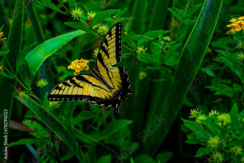 Photography Closeup of a yellow tiger swallowtail butterfly on a plant