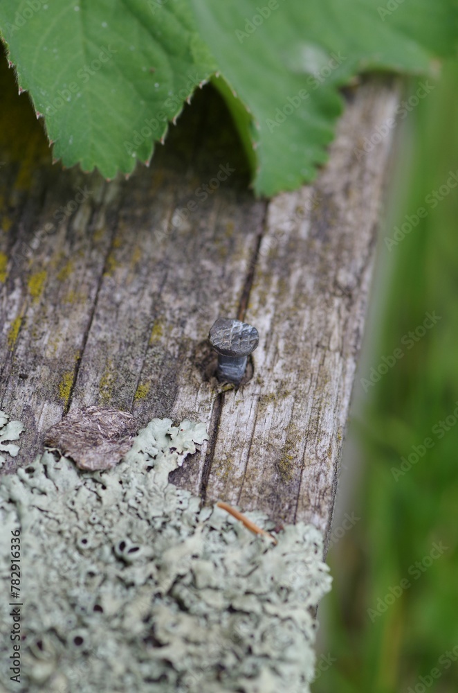 Selective focus of a nail in a rustic wood b Selective focus of a nail in a rustic wood b