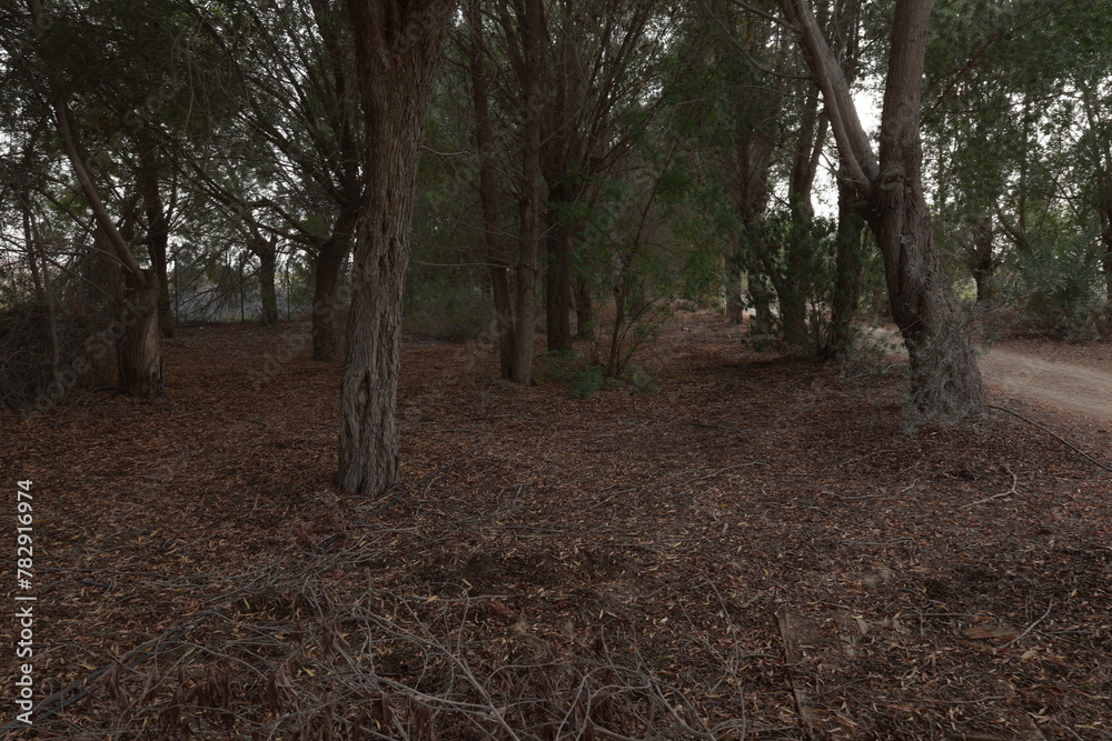 Rural brown forest with fallen twigs and branches Rural brown forest with fallen twigs and branches