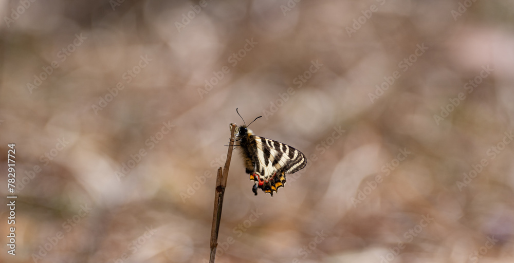 Fototapeta premium 枝に止まるギフチョウ