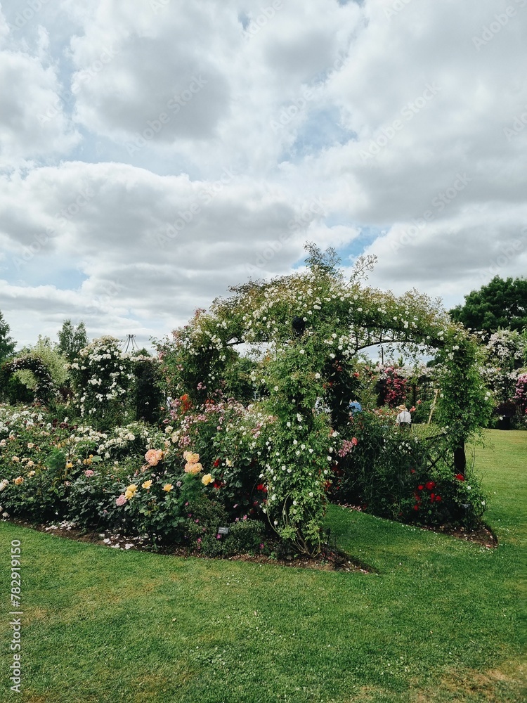 Vertical shot of a rose garden with greenery and arch from green plant with flowers under cloudy sky