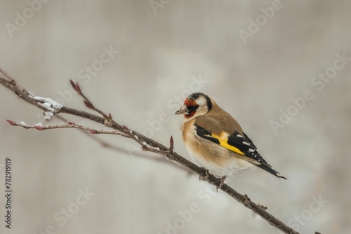 Selective focus shot of European goldfinch (Carduelis carduelis) perched on a branch © Wirestock