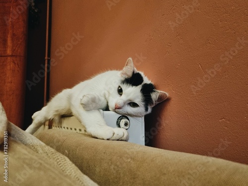 Cuadro en lienzo Turkish Van cat lying on a radiator in the room