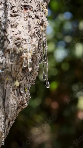 Wallpaper Mural Big mastic drops oozes in tears out of the branch of a mastic tree. The resin mastic brightens and twinkles in the sunlight. Vertical video. selective focus. Beautiful bokeh background. Chios, Greece. Torontodigital.ca