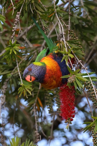 Multi-colored Rainbow Lorikeet (Trichoglossus moluccanus), parrot species native to Australia, feeding on flowers of Bottlebrush (Callistemon)