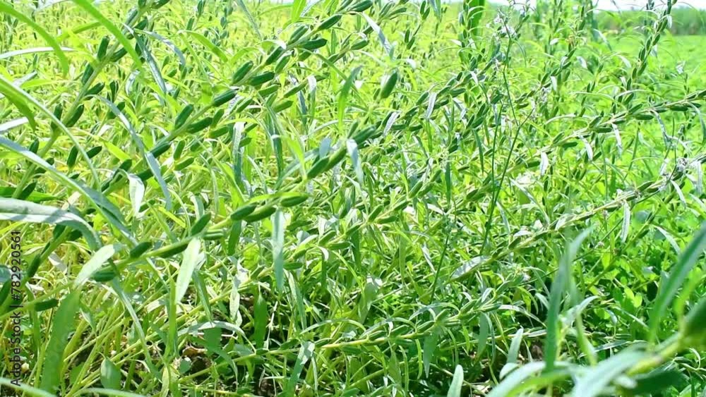 Green Sesame Seed Plant Growing In The Field Green Sesame Seed Plant Growing In The Field