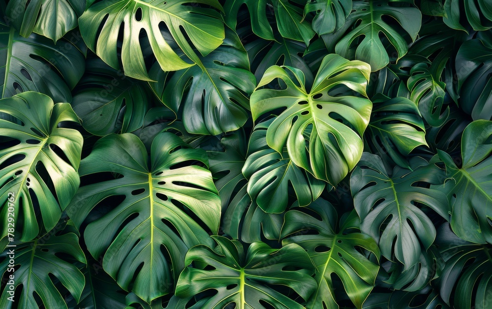 A green leaf of a monstera plant A green leaf of a monstera plant