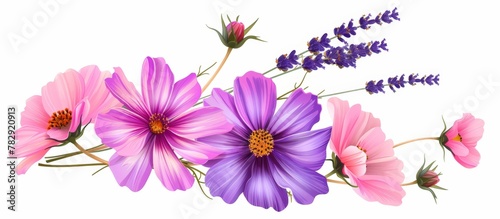 Bouquet of cosmos flowers in pink and violet hues, with lavender, placed on a white background, creating a serene and delicate arrangement