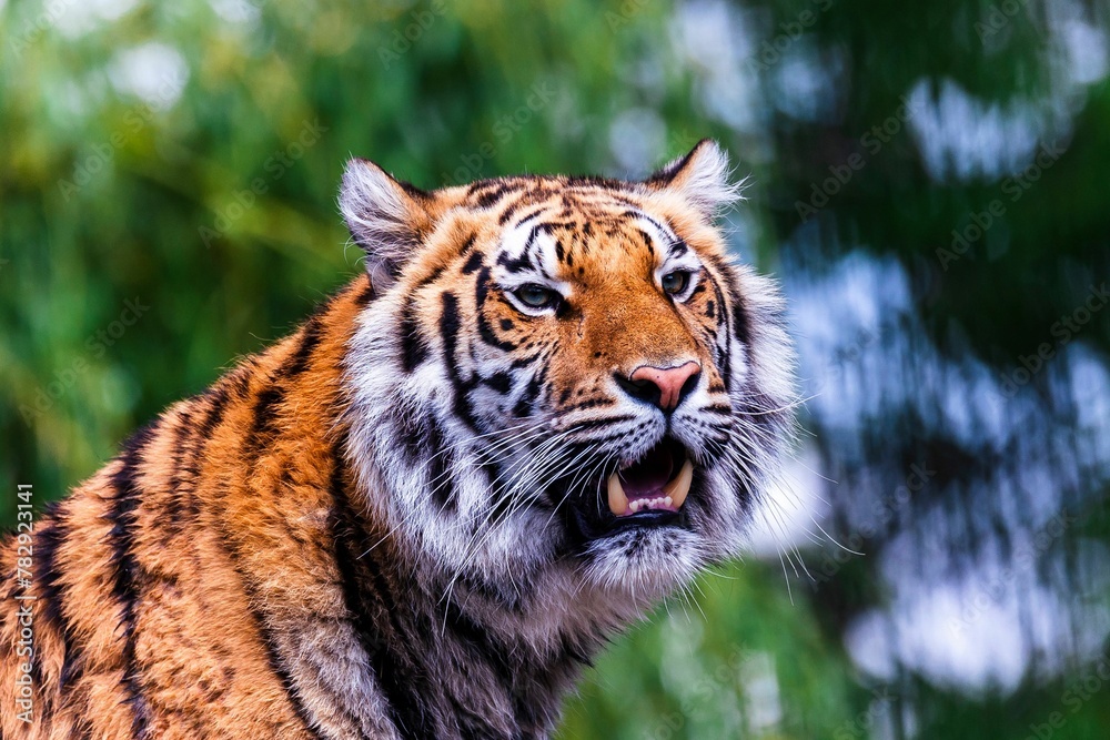 Fototapeta premium Closeup of a Siberian tiger in a zoo under the sunlight with a blurry background