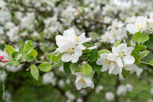 Beautiful apple tree blossoms close-up 