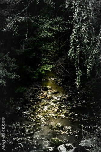 Beautiful landscape of a river in a dense green forest