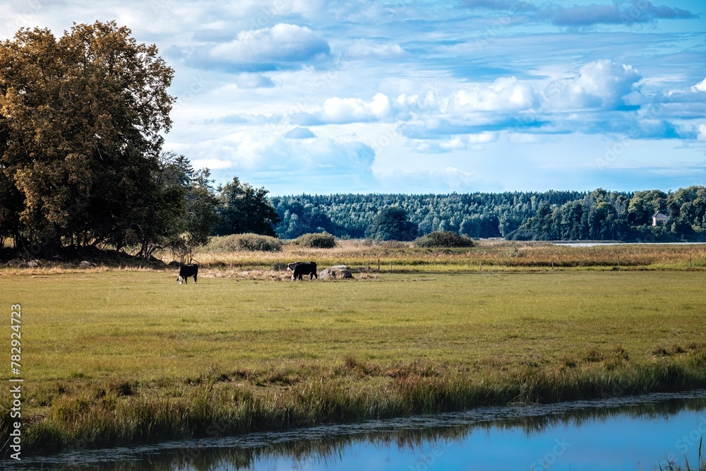 Fototapeta premium Beautiful scenery of two cows in the pasture behind a lake under cloudy sky